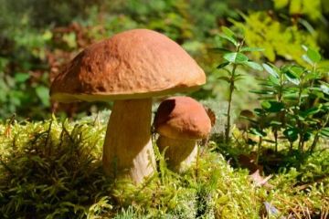 Funghi, corso per il rilascio dell&#39;idoneit&#224; alla vendita
