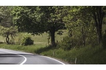 Attenzione a siepi e piante sporgenti: i proprietari sono tenuti a intervenire